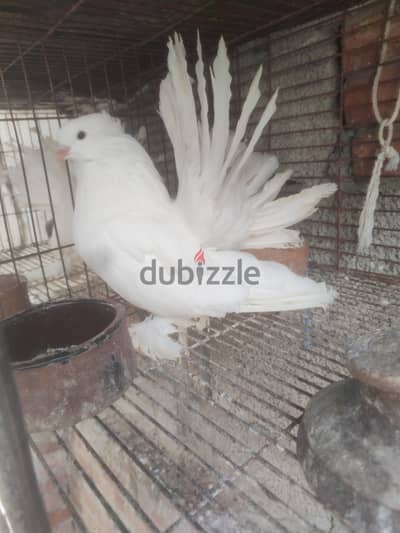 هزاز هندي