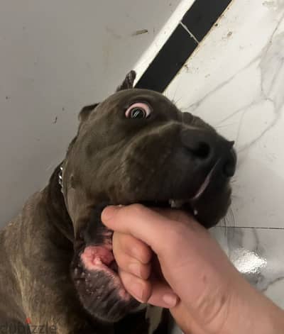 Cane Corsso