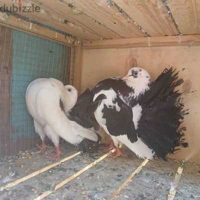 قص هزاز واربع زغاليل  وتالت نتي هزاز