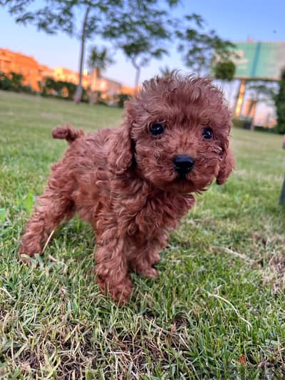 Toy Poodle Puppies