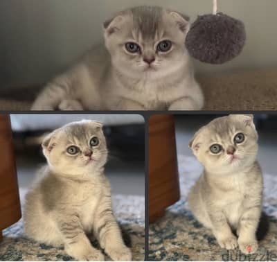 Scottish fold kitten 1.5 month