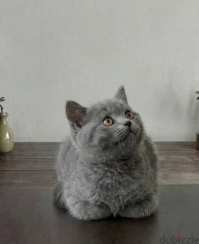 British cat