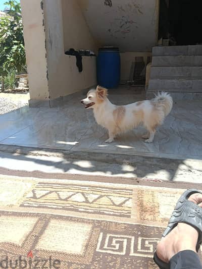 نتايه جيرفون خليط