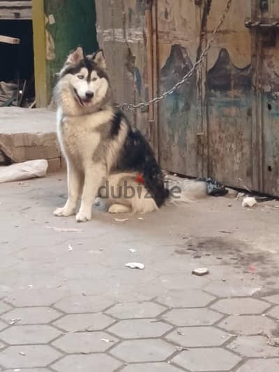 كلب اسكي تقليب علي