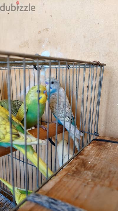 مجموعة للبيع اقراء الاعلان كويس