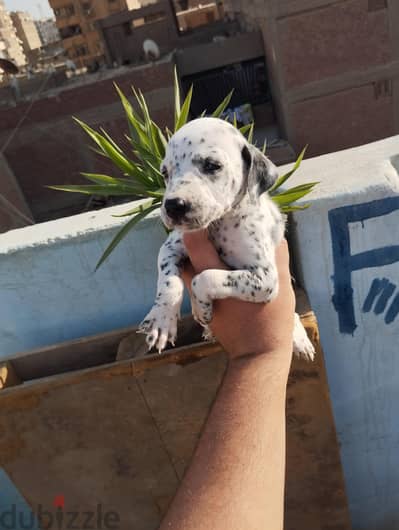 بنات دليمشن