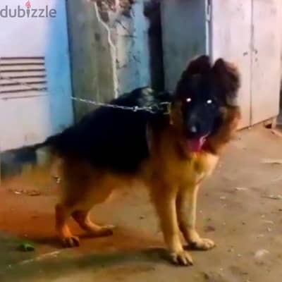 جرو جيرمن شيبرد
