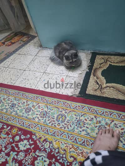 قط شيرازي مون فيس لون رمادي