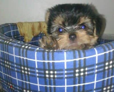 cute female Yorkshire mini, ready for the new home imported parents