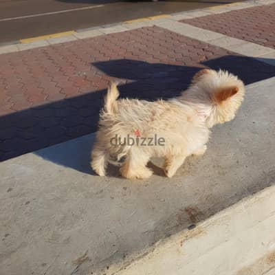 هافنيز ٣شهور