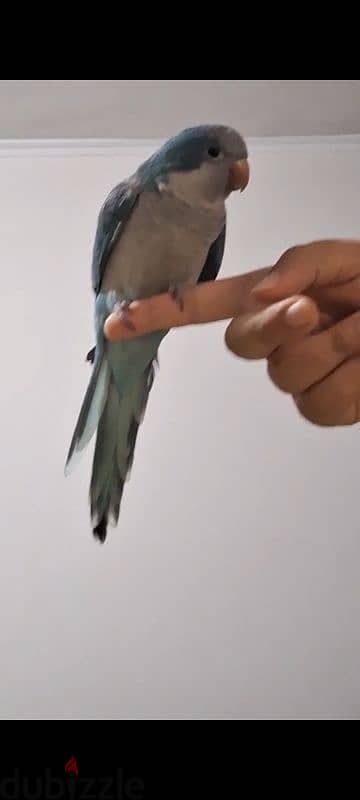 كويكر بلو تأكيل يدوي متدرب