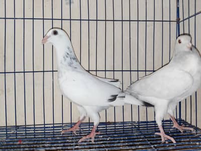 قص كريزليات شباب
