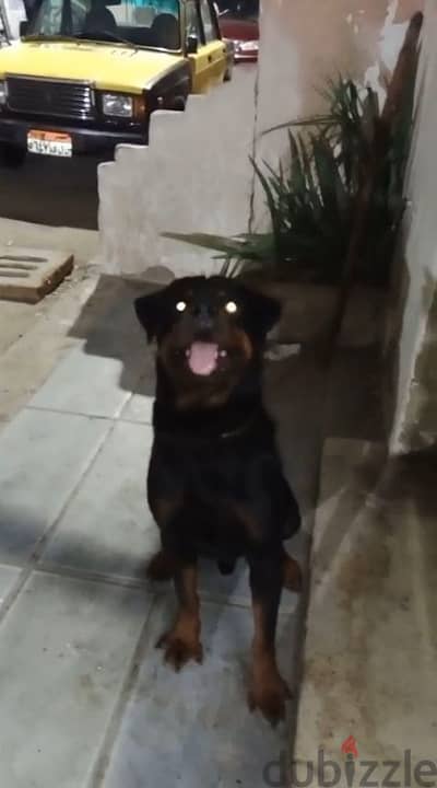 للجواز ب5000 الاف وممكن البيع لكن بسعر عالي Rottweiler dog
