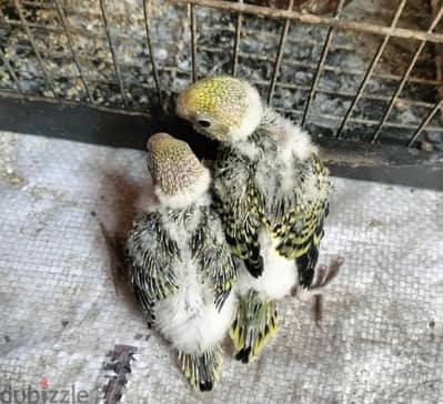 لهواة التأكيل اليدوي (اقرأ التفاصيل كويس قبل التواصل/ ممنوع الفصال)