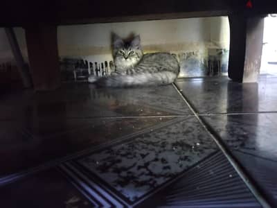 قطه شيرازي