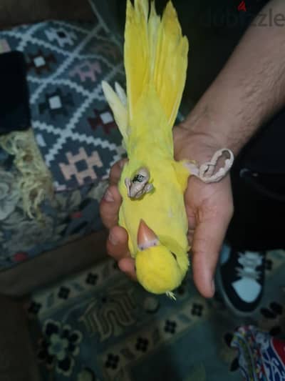 فروخ دره لاتيني تفريخ مصري مفطومه