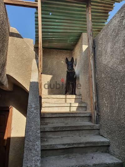 مالنيوا