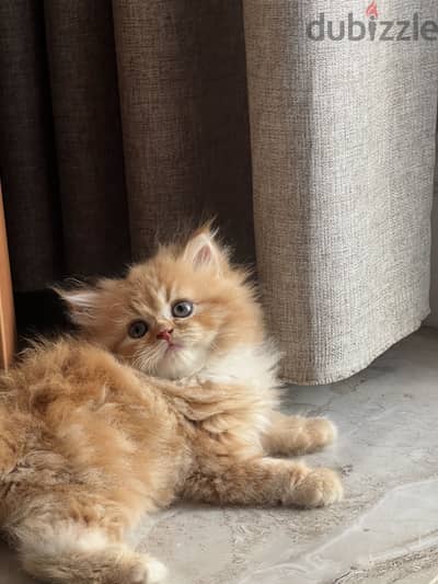 للبيع اجمل دباديب ٤٥ يوم شيرازي مستورد في مصر لهواء السلالات المميزة