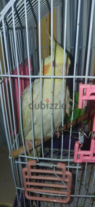 نتايه شغاله لاتيني عين حمرا هاديه جدا ولا يوجد عض نهائي