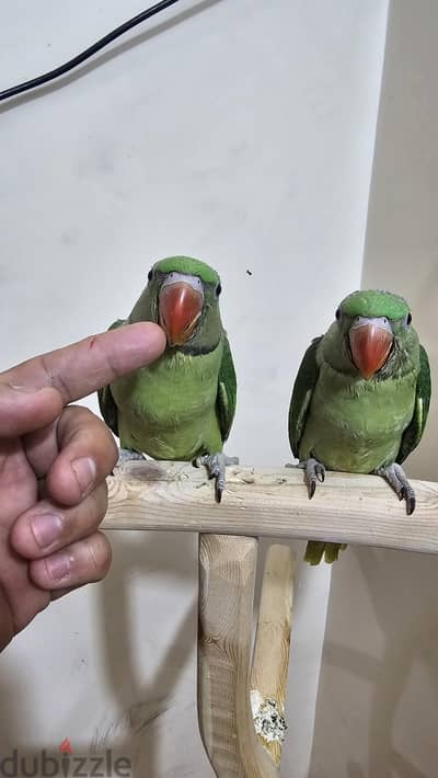 ببغاء درة امريكى ٤ فروخ