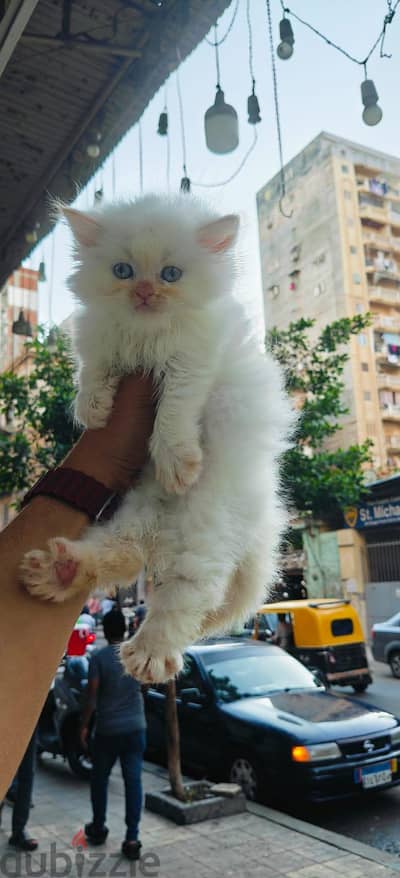 قطط شيرازي هملايا