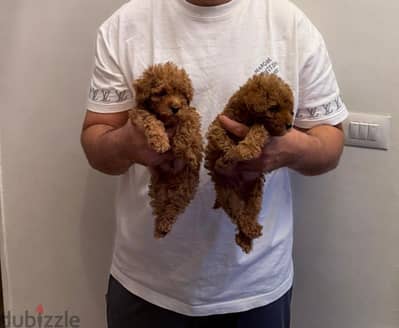 Toy poodle