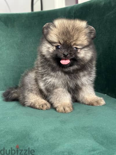 Teacup Pomeranian بومارنيان