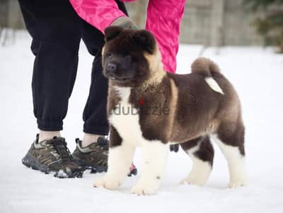 Show quality Male American Akita 65days imported for RESERVATION للحجز