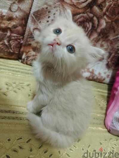 قطه للتبني