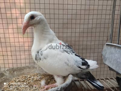 زوج زغليل باي