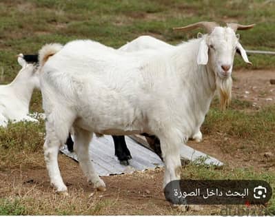 مطلوب سطح او بيت قديم للايجار لتجارة الغنم في محيط عين شمس