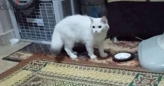قطة شيرازى للتبنى