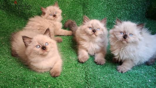 Ragdoll seal point pure
