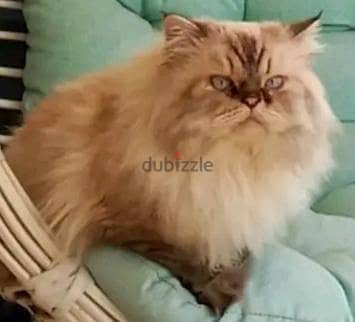للبيع اسكندرية فون فقط للجدين