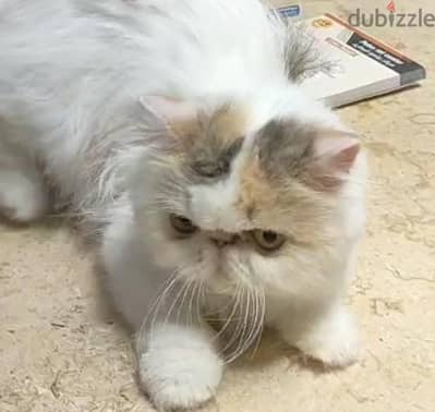 بيرشن قطة للتبني