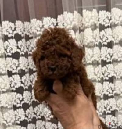 Toypoodle