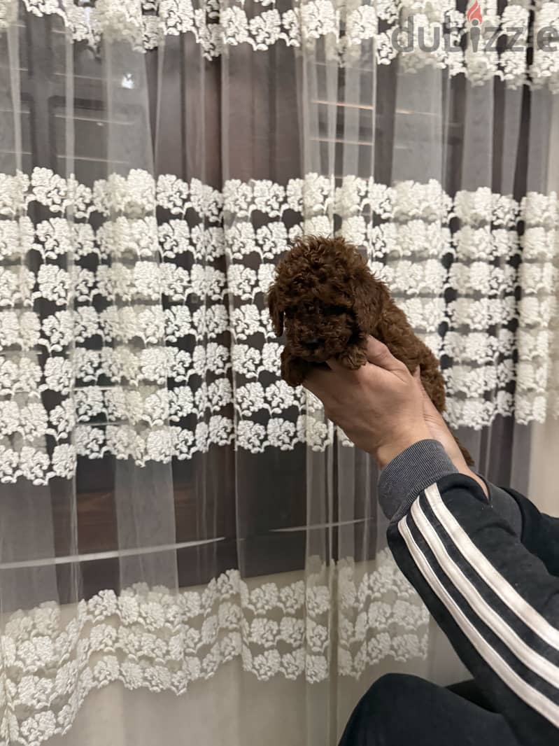 Toypoodle 1