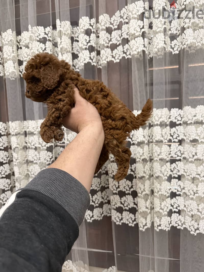 Toypoodle 2