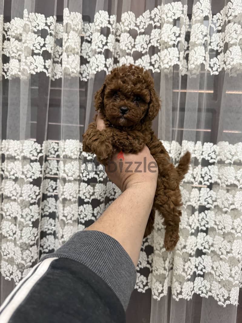 Toypoodle 3