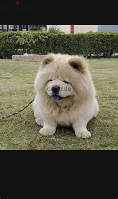 Chow chow dog