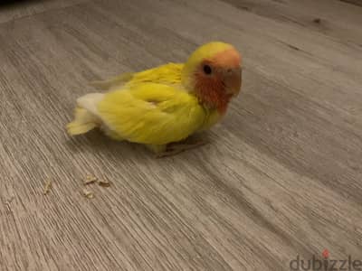 زغلول روز