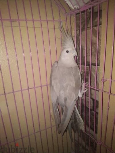 العجمى البيطاش