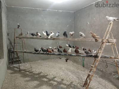 حمام فلاحي ( بلدي )