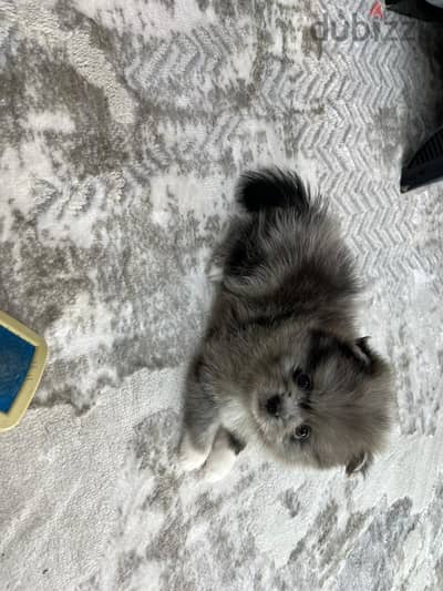 pomeranian   ‏Teacup Pomeranian