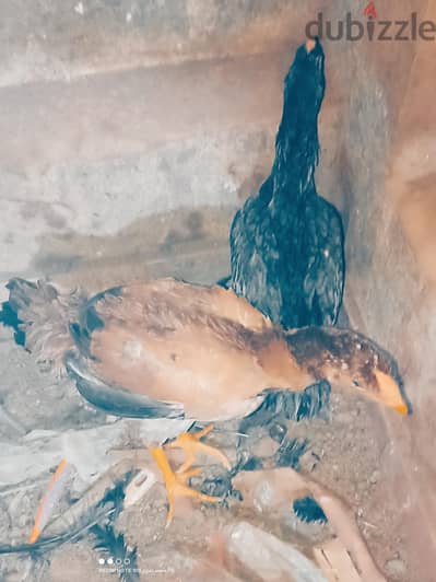 جوز هندى بيور
