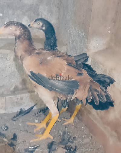 جوز هندى بيور
