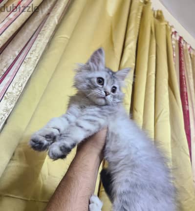 قطة شيرازي للبيع