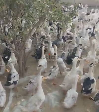 بيع بط