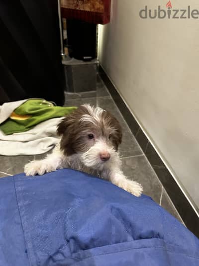 Pure havanese