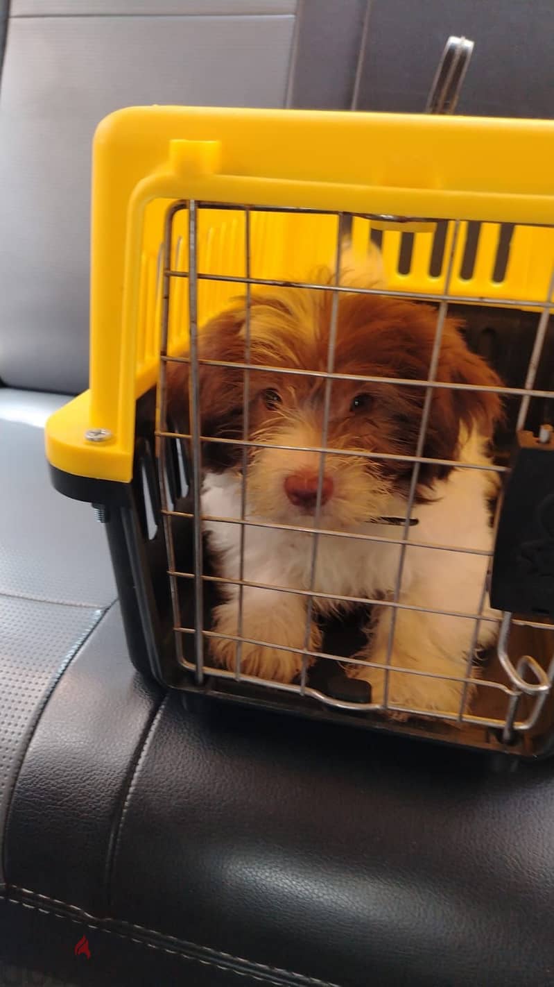 Pure havanese 1